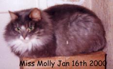 MissMolly.jpg (6988 bytes)