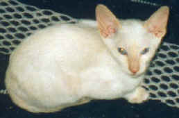 blaize1.JPG (16708 bytes)