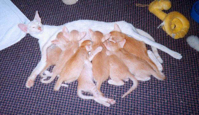 kittens2.jpg (53262 bytes)