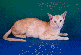 oska.JPG (36694 bytes)