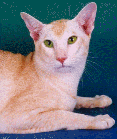 oska2.JPG (44313 bytes)