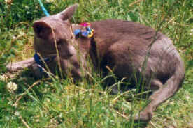 zander1.JPG (100153 bytes)