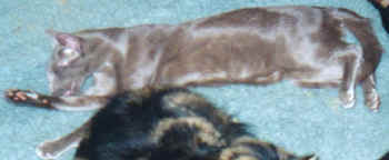 zander2.JPG (23141 bytes)