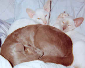 zander3.jpg (41358 bytes)